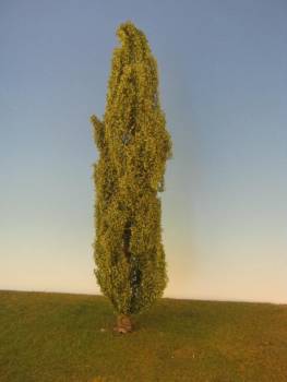 Pyramidenpappel (GS) Sommer,